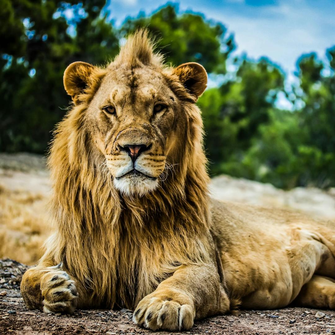 Lion resting on the ground.