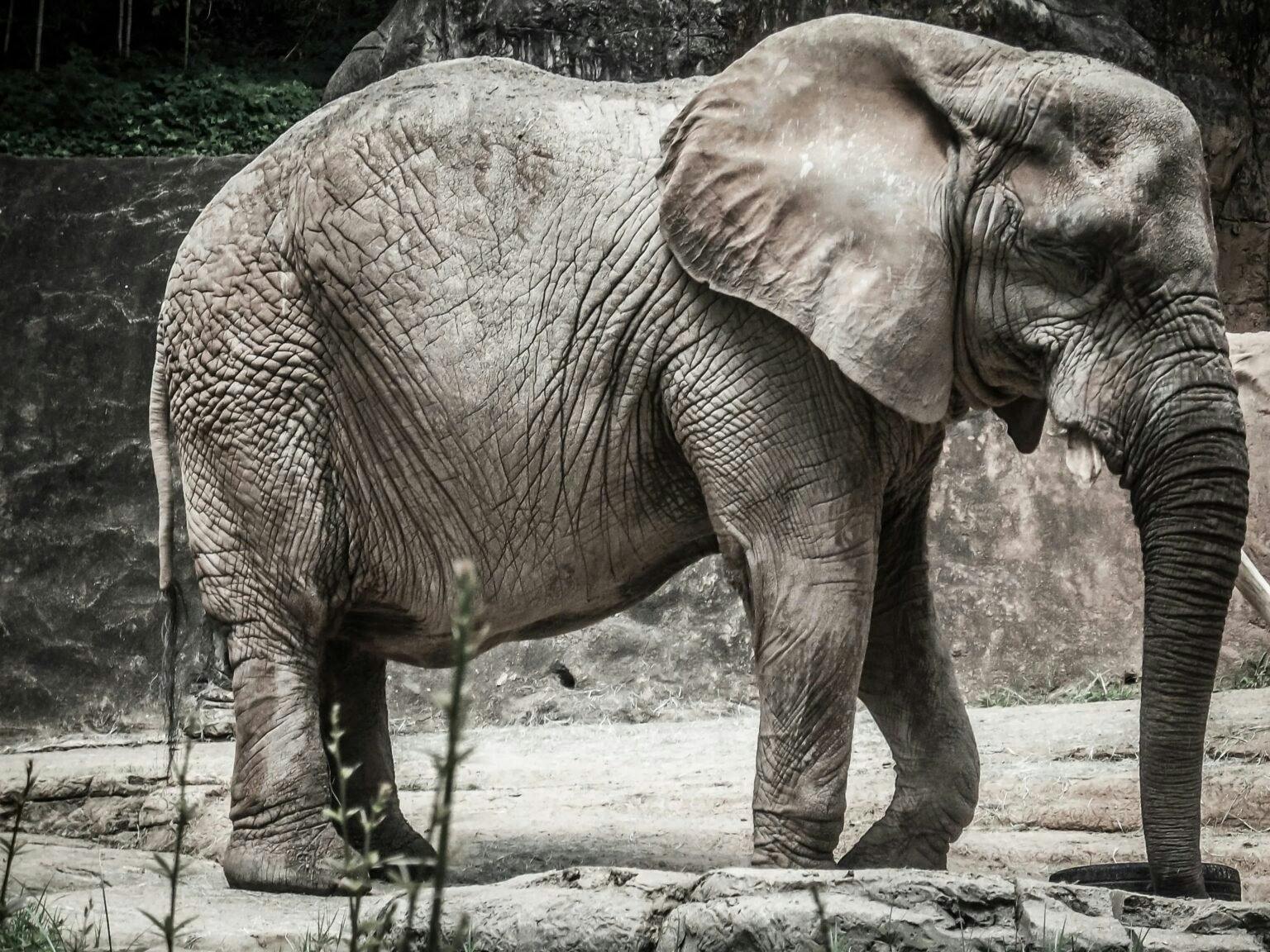 Elephant standing on dirt.