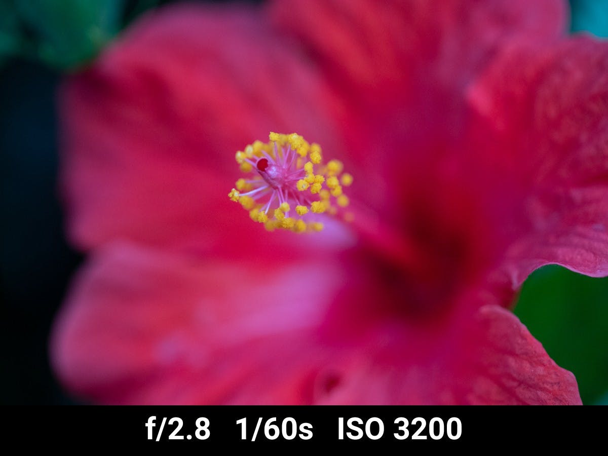 Canon EF 100mm f2.8L Macro low light image test.