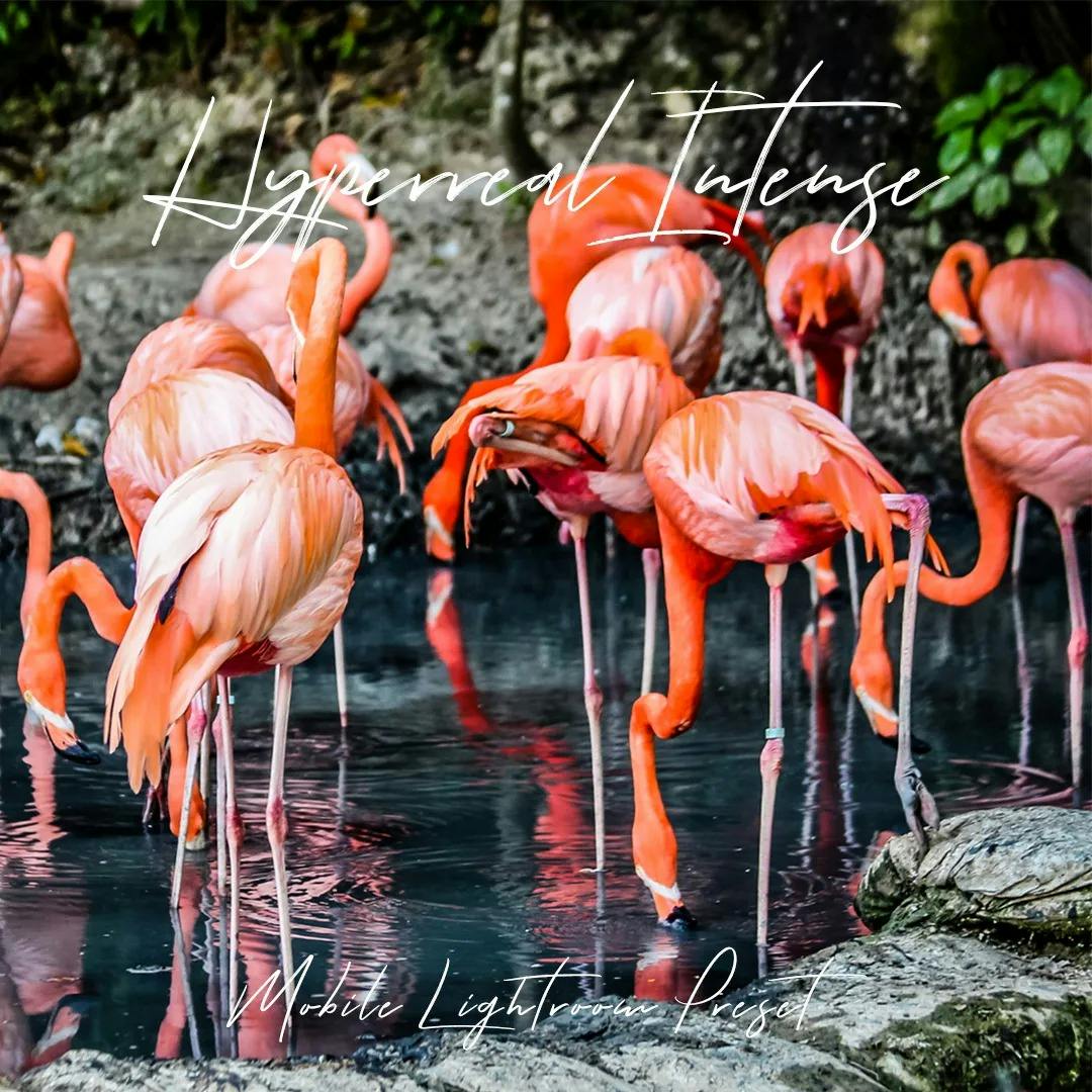 Flamingos standing in lake eating and drinking from water.