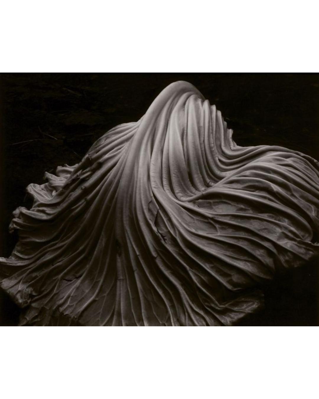 Cabbage by Edward Weston.