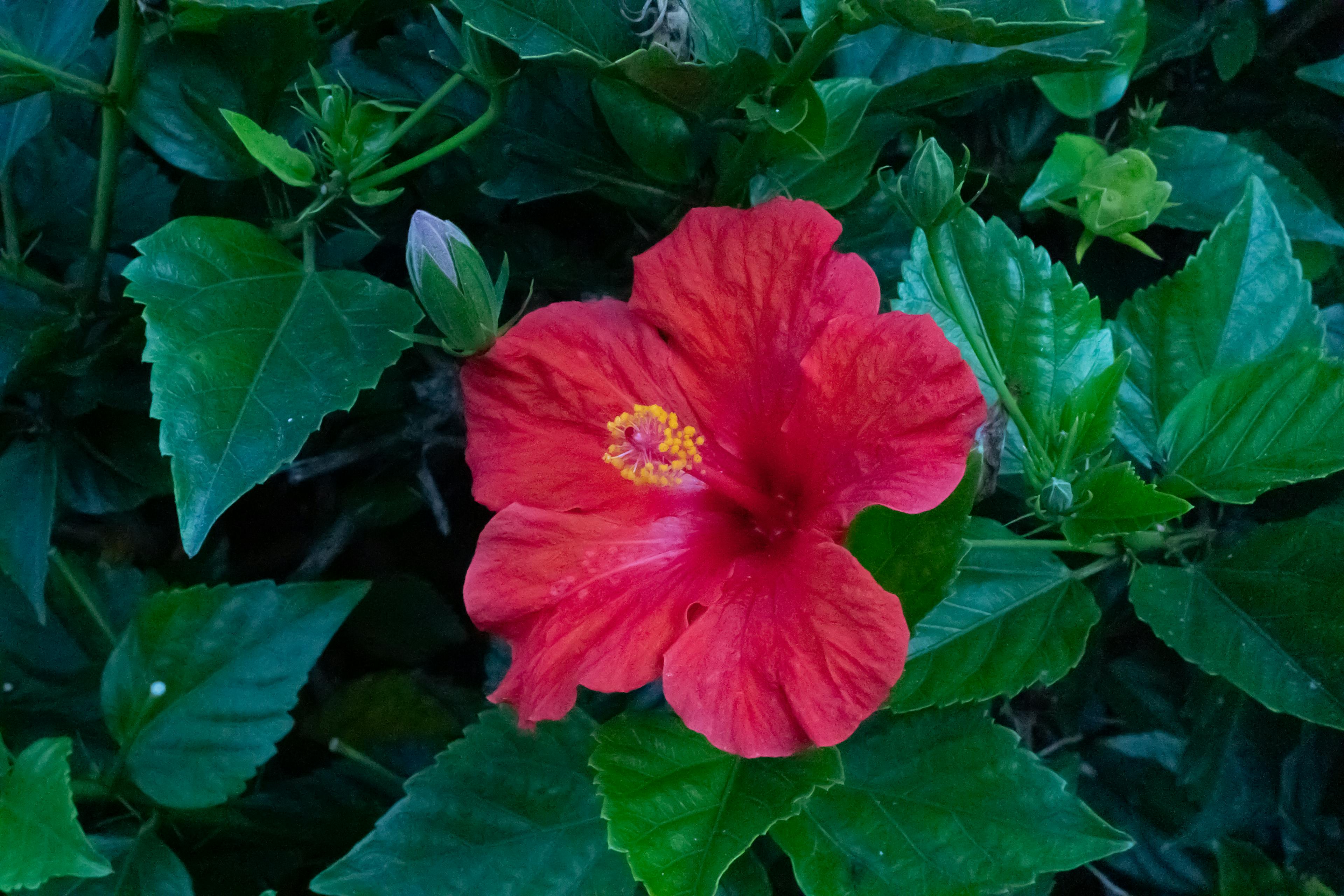 Red flower with green leaves.