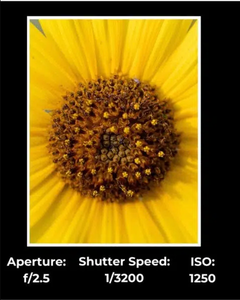 Sharp yellow sunflower due to shutter speed.