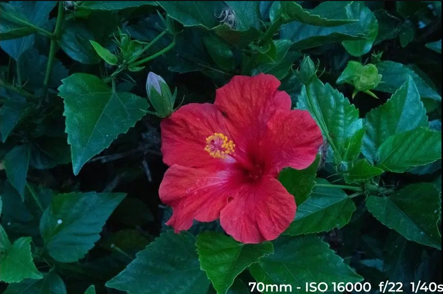 Image of a red flower with high noise due to high ISO.