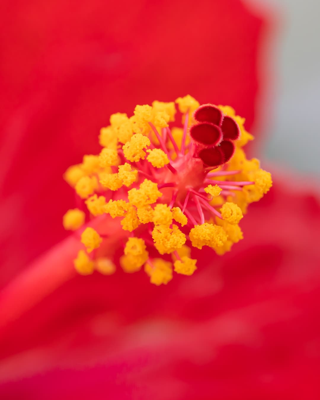 Example high-resolution image of flower.