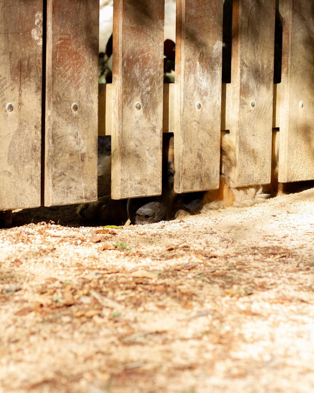 Dog under a fence from low vantage point.