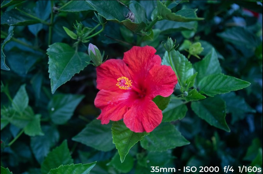 Image of a red flower with less noise due to lower ISO.