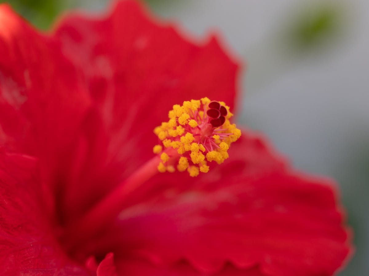 Macro photo of a red flower.
