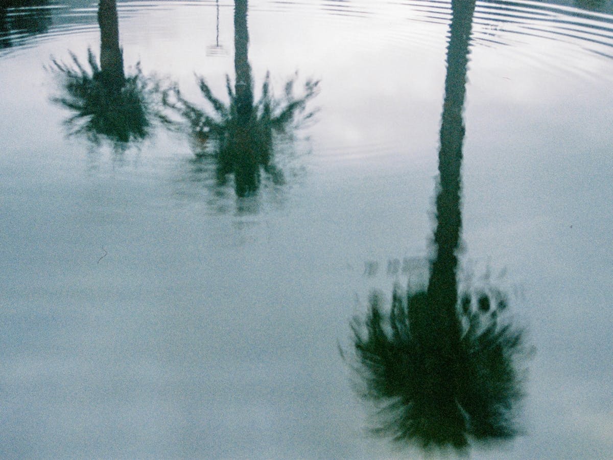 Three palm trees in reflection of water.