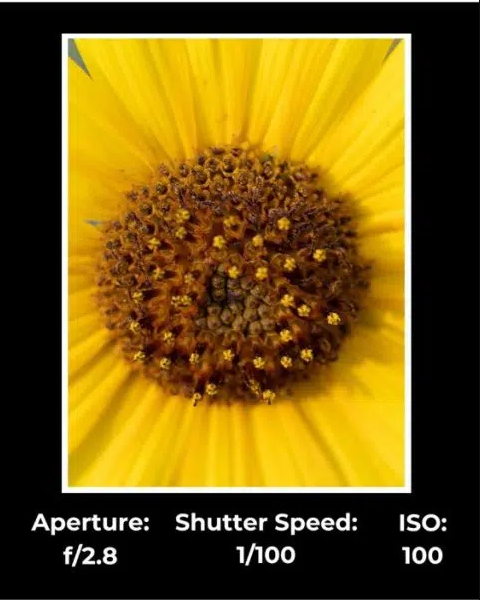 Blurry yellow sunflower due to shutter speed.