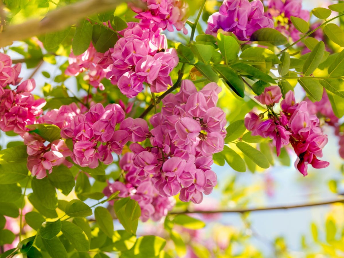 Stock photo of pink flowers on a tree.