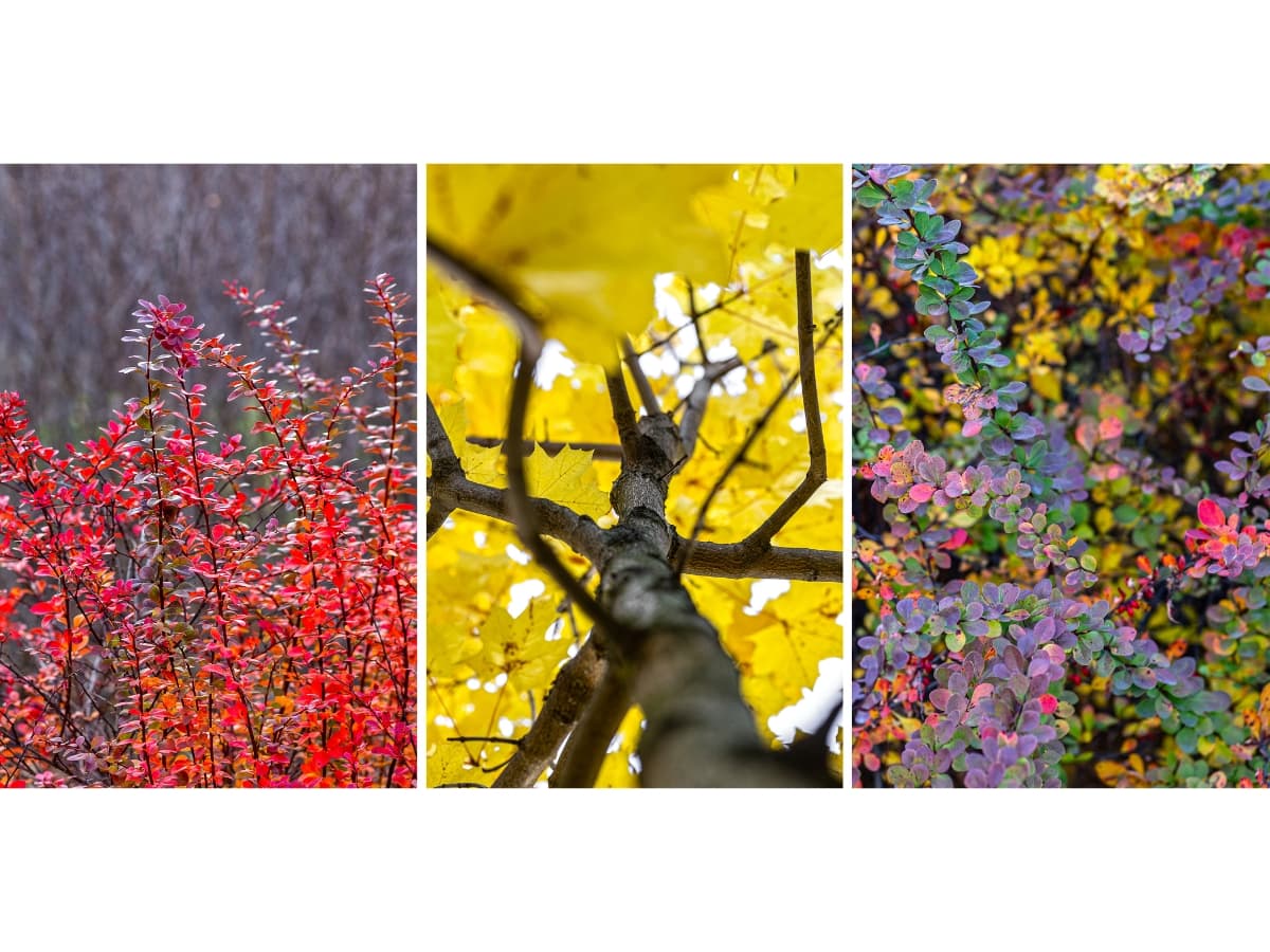 Triptych photography example of leaves in nature.