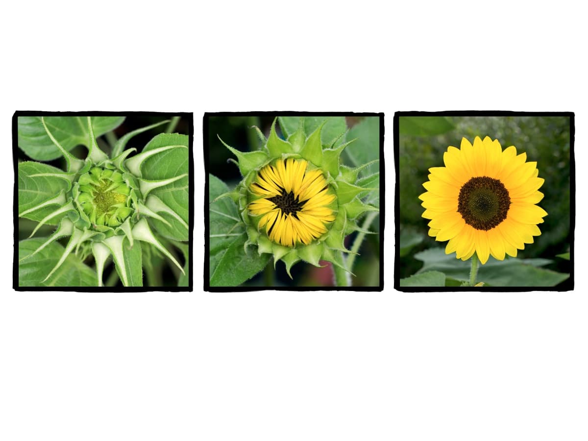 Triptych photography in narrative order with blooming flowers.