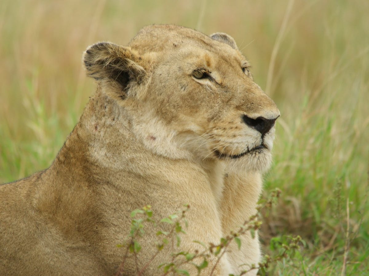 Wildlife photo of a lioness.