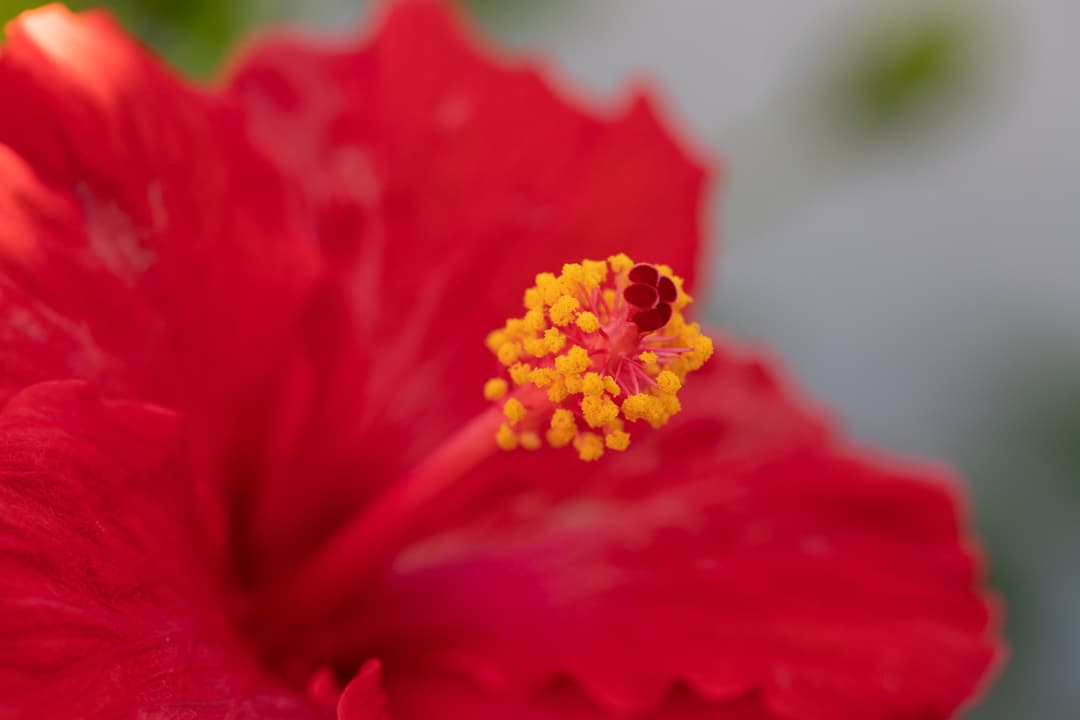 Canon EF 100mm f2.8L Macro flower Canon EF 100mm f2.8L Macro photo of red flower.