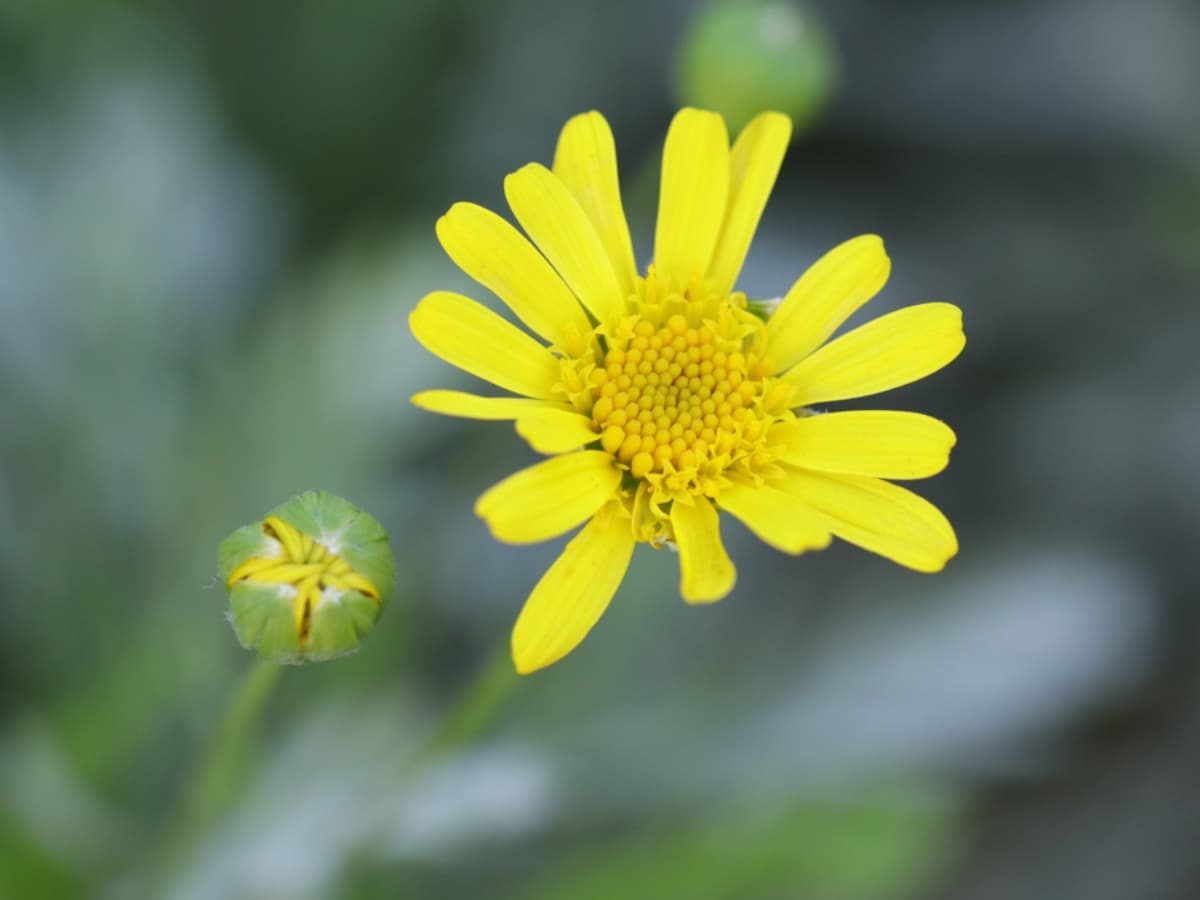 100mm on crop sensor = 160mm Photo of yellow flower taken with Canon EF 100mm f2.8L macro.
