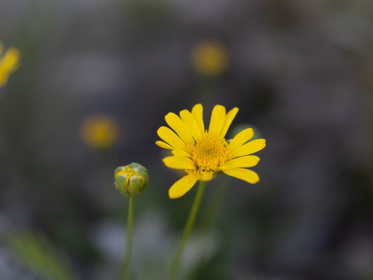 100mm on full frame = 100mm Photo of yellow flower taken with Canon EF 100mm f2.8L macro.
