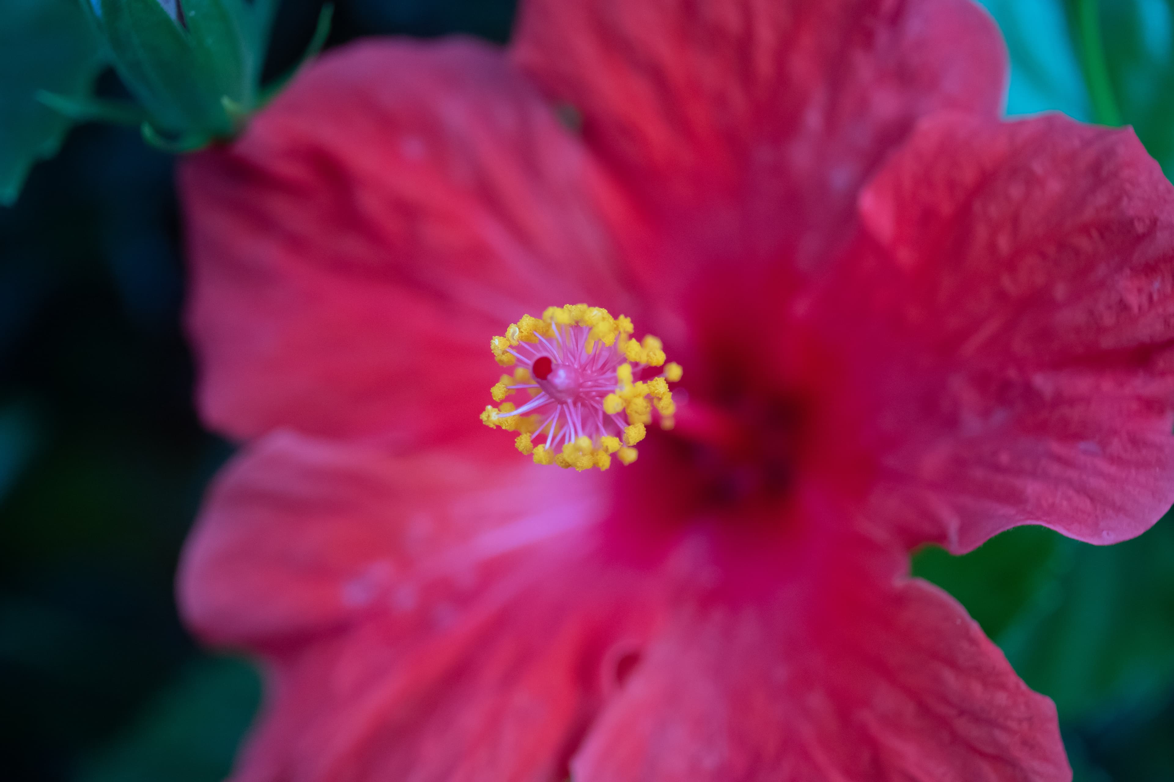 Canon EF 24-70mm f4L using macro mode Canon EF 24-70mm f4L using macro mode on a red flower.