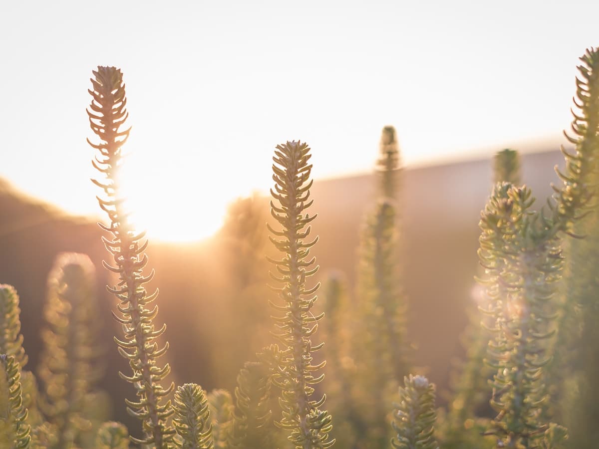 Ethereal look by overexposing Plants in the sunset.