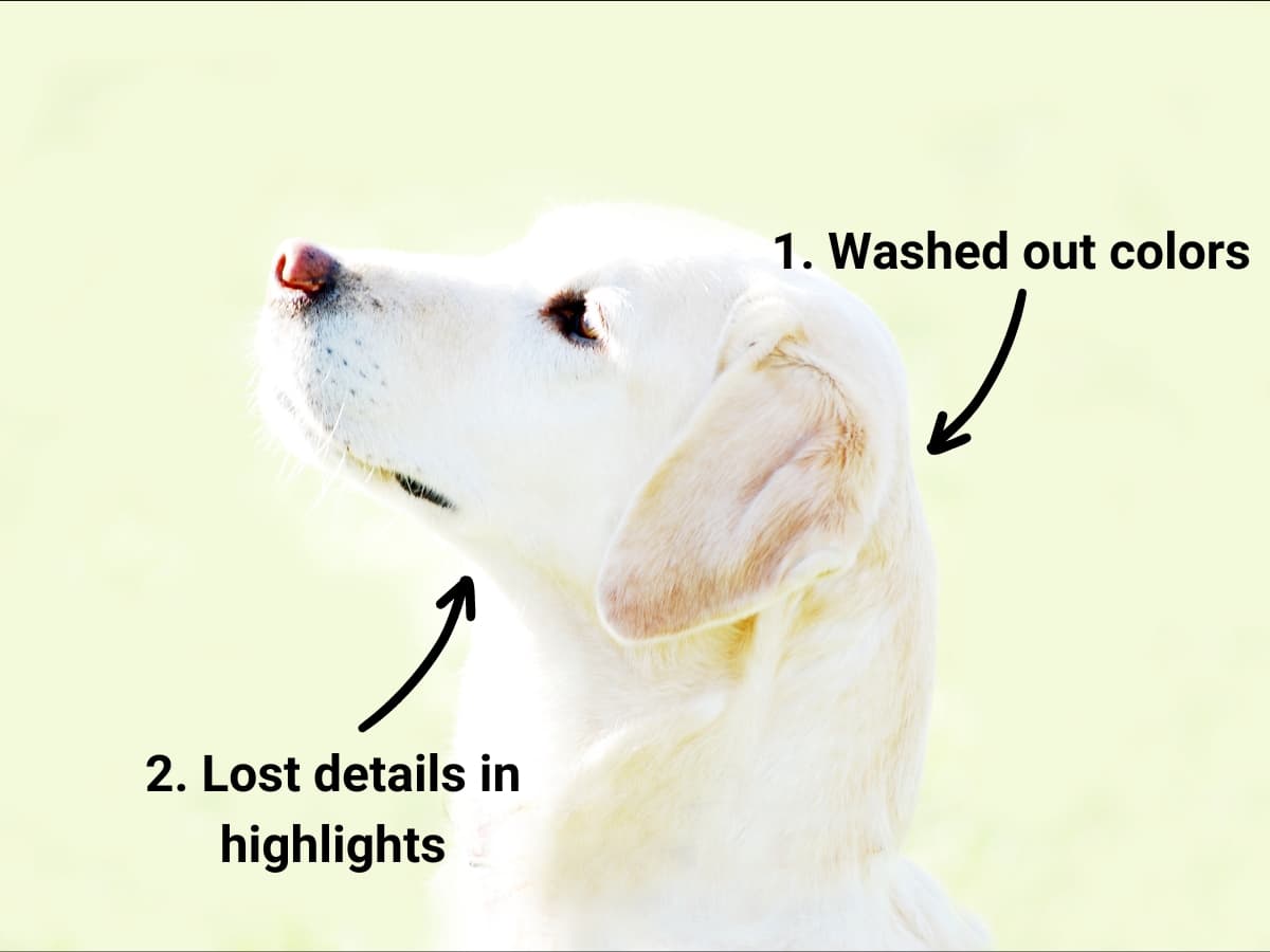 Overexposed photo - lost details in highlights Overexposed photo of a dog with lost detail in highlights.