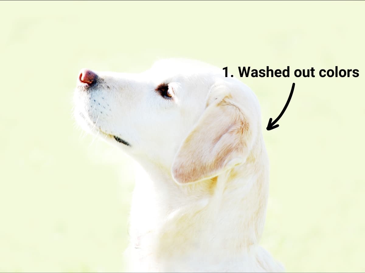 Overexposed photo - washed out colors Overexposed photo of a dog.